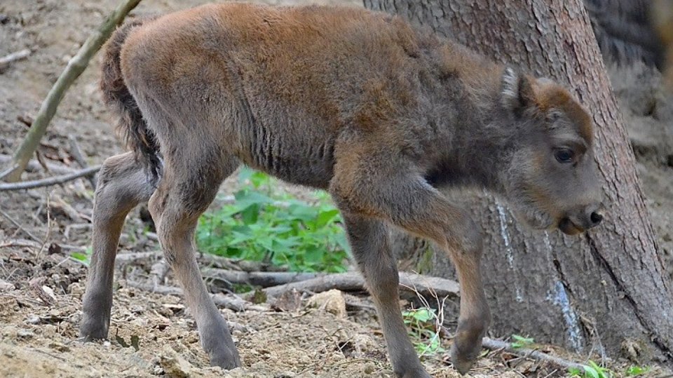 Tara je nejnovějším přírůstek stáda zubrů v táborské zoo